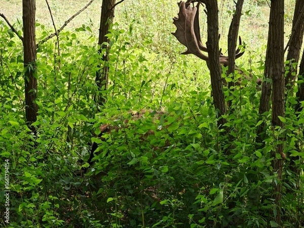 Obraz trees in the forest, deer