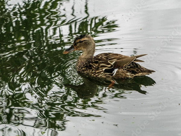Obraz duck on the lake