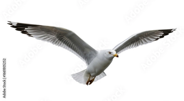 Fototapeta Seagull Bird with Wings Spread in Flight cutout isolated on transparent bg, png