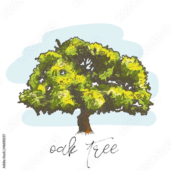 Fototapeta Oak tree hand drawn vector illustration