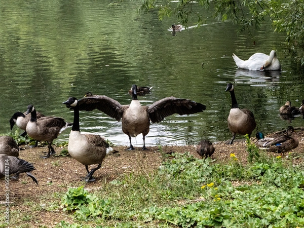 Obraz canada goose family