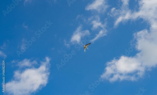 Fototapeta Blue sky with white clouds
