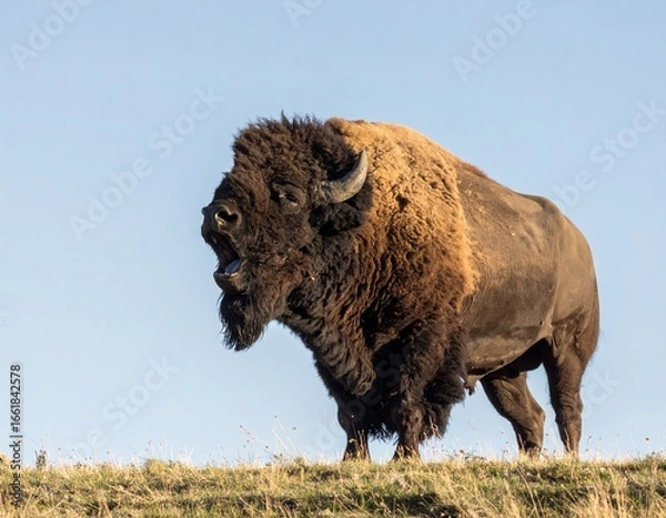 Fototapeta Powerful Bison Roaring on Bison Shout Day with Copy Space"