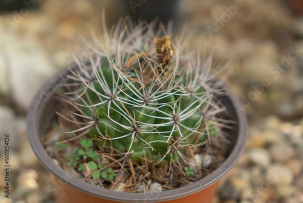 Fototapeta Close-up of a Ferocactus cactus with strong radial spines growing in a brown pot, surrounded by small gravel and pebbles.