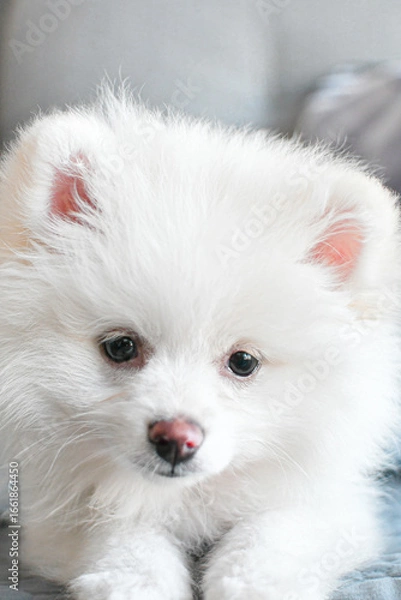 Fototapeta Cachorro.