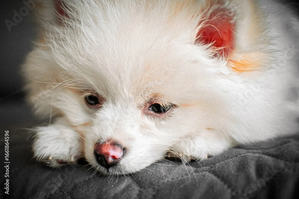 Fototapeta Cachorro.