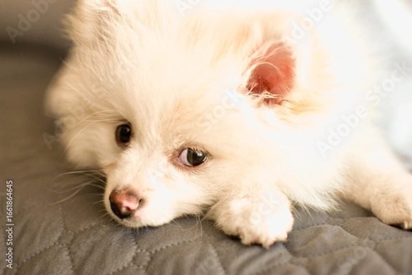 Fototapeta Spitz alemão.