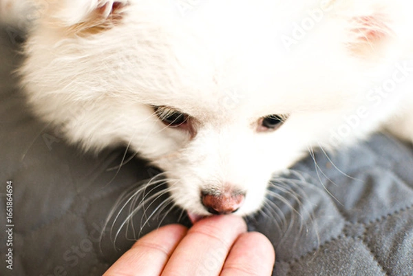 Fototapeta Cachorro.