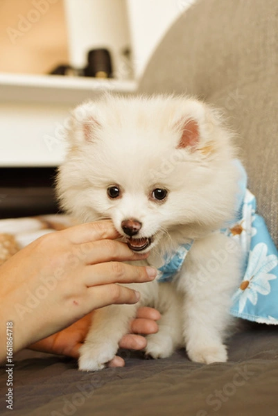 Fototapeta Cachorro.