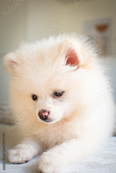 Fototapeta Cachorro.