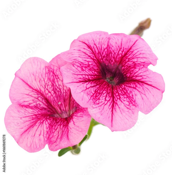 Fototapeta Beautiful flower pink petunia.