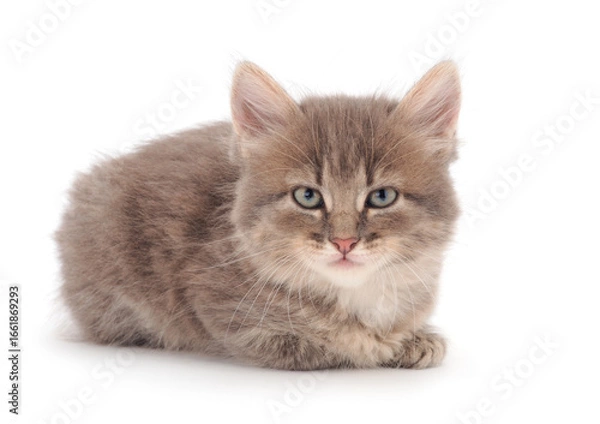 Fototapeta Little gray kitten lies.