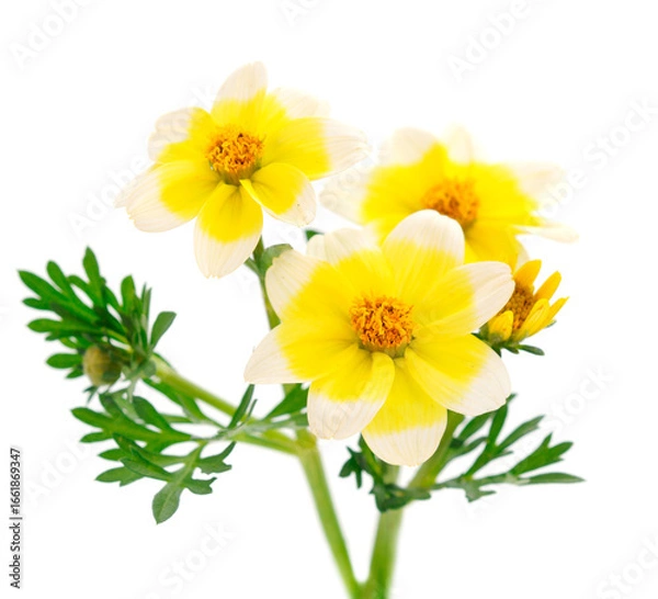 Fototapeta Bidens flower isolated.