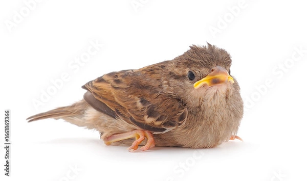 Fototapeta Small sparrow bird