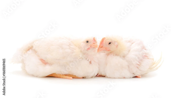 Fototapeta Two chicken or young broiler chickens.