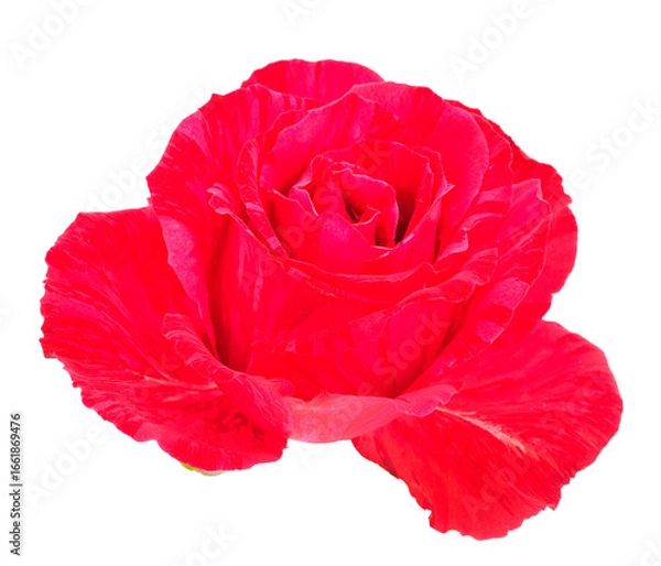 Fototapeta Red beautiful rose.