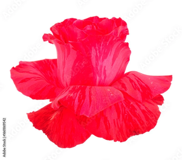 Fototapeta Red beautiful rose.