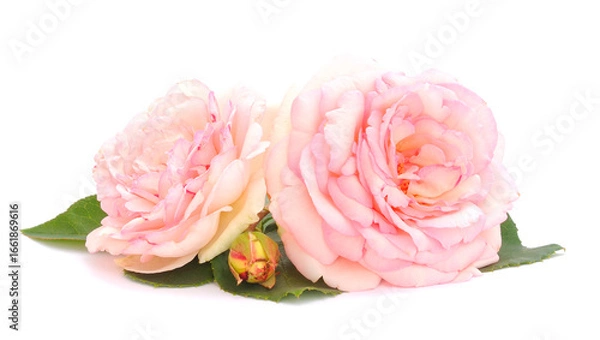 Fototapeta Pink beautiful rose.