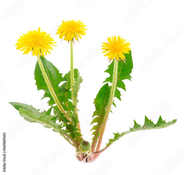 Fototapeta Dandelion Flowers Isolated.