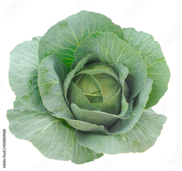 Fototapeta Green cabbage head isolated.