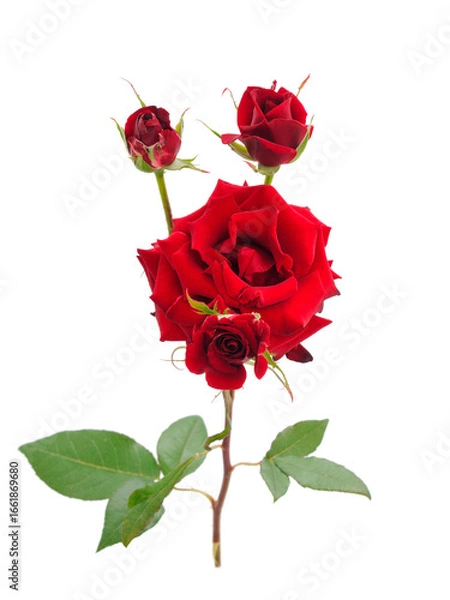 Fototapeta Red beautiful roses.