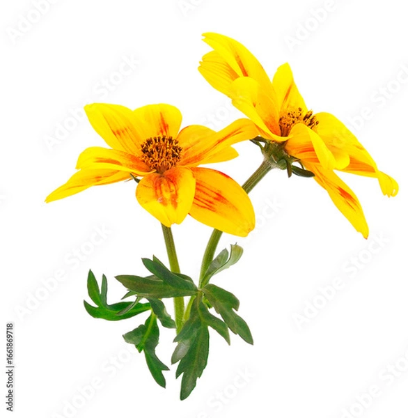 Fototapeta Bidens flower isolated.