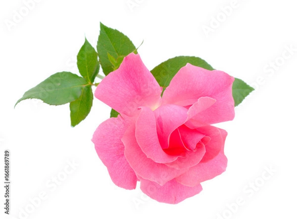 Fototapeta Pink beautiful rose.