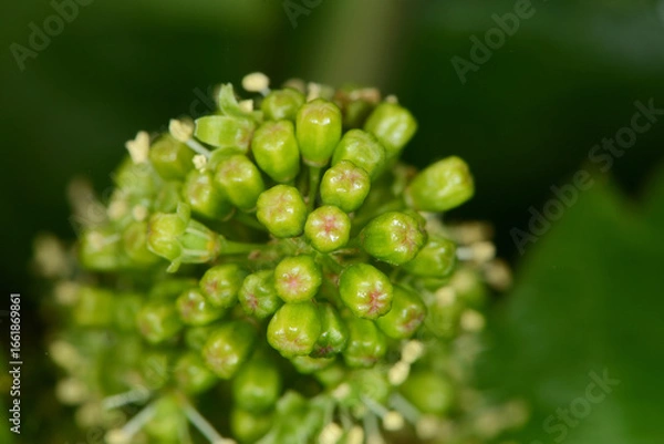 Fototapeta Weinrebe, Vitis vinifera, Blüte