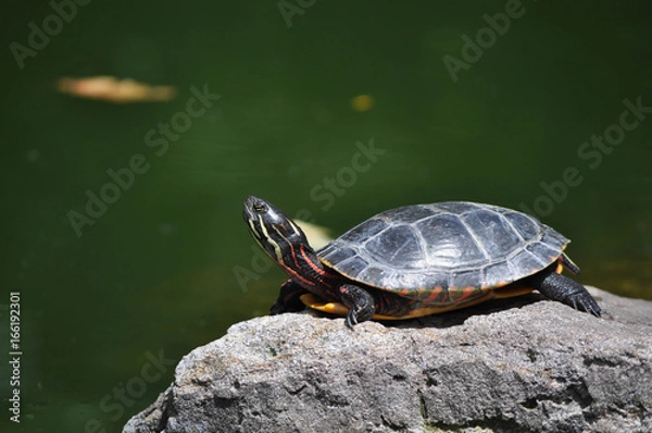 Fototapeta Colorful box turtle sunning on a rock in Pennsylvania