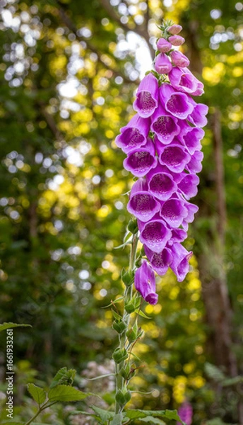 Fototapeta Fingerhut im Licht