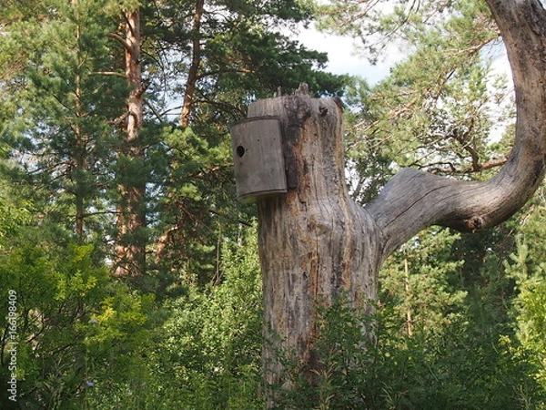 Fototapeta причудливый кривой ствол дерева с домиком для птиц