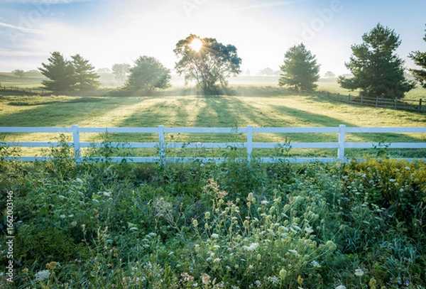 Fototapeta Sunrays through a tree in a pasture on a foggy morning with a white fence and wildflowers in the ditch. 