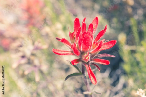 Fototapeta Wonderful red flower 