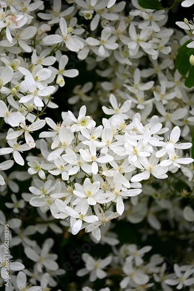 Obraz A bush with many small white flowers. white flower background