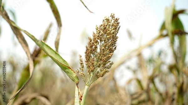 Fototapeta sorghum corn