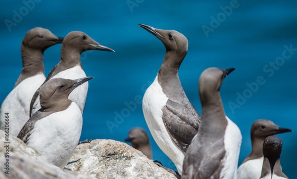 Obraz Guillemot