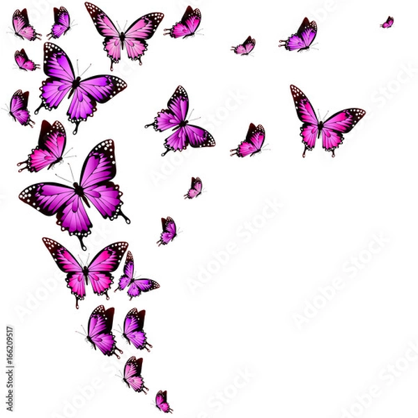 Obraz beautiful pink butterflies, isolated  on a white
