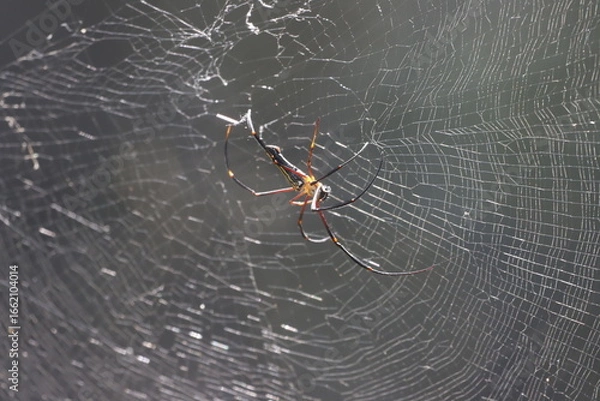 Fototapeta The Giant Golden Orb Weaver, known for its striking golden silk and large size, spins intricate webs in forests and gardens, showcasing nature’s artistry and playing a vital role in the ecosystem.