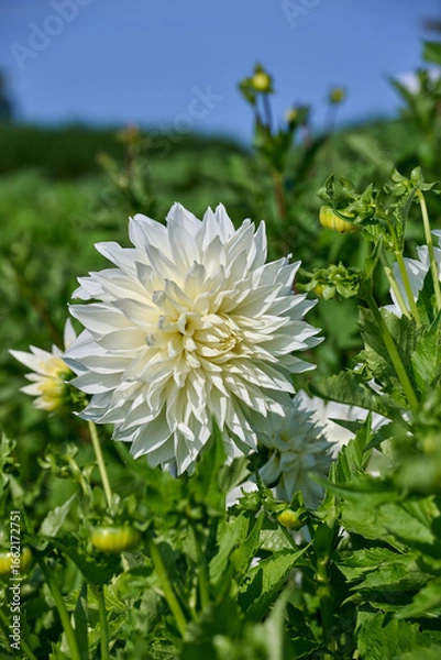 Fototapeta large white dahlia Fleurel with flower buds and green leaves