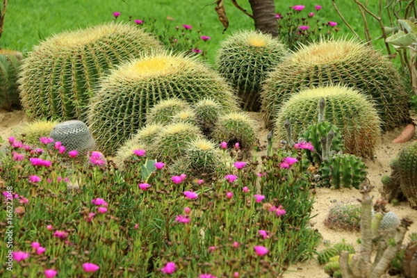 Obraz Cactus garden, Kaktusgarten
