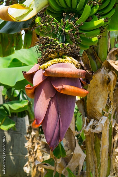 Fototapeta Banana blossom and unripe bananas growing on tree