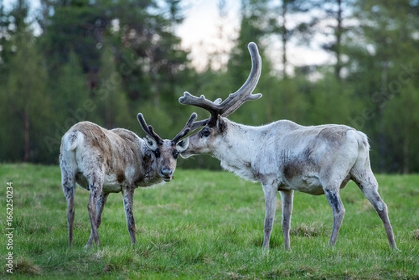 Fototapeta Two domestic reindeer, Rangifer tarandus looking to the camera while feeding on the meadow on a summer evening in Northern Finland