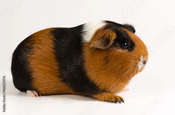 Fototapeta Guinea pig short hair