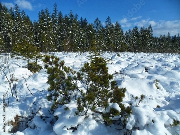 Obraz Mountain pine on a snowy forest edge