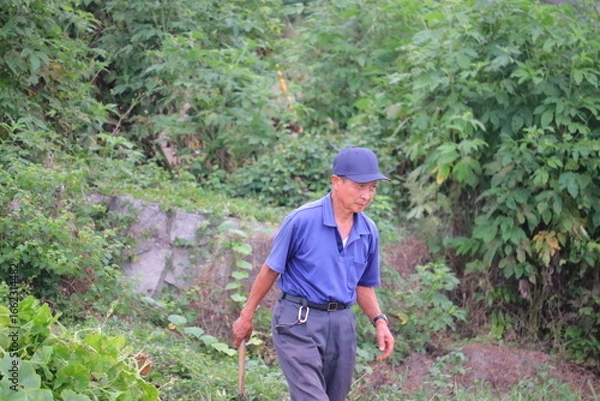 Obraz 畑仕事に励むシニア男性 草取り作業