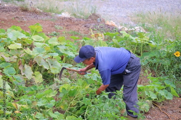 Obraz 畑仕事に励むシニア男性 草取り作業
