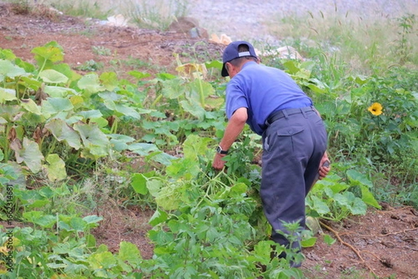Obraz 畑仕事に励むシニア男性 草取り作業
