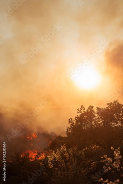 Obraz Sun Obscured by Thick Smoke from a Raging Wildfire