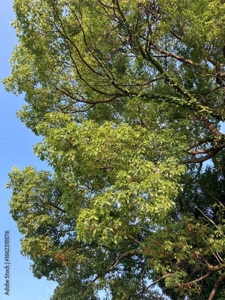 Fototapeta 楠の大木