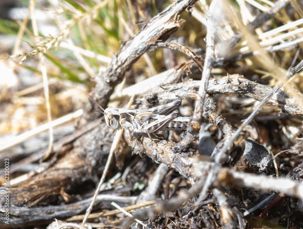 Fototapeta A young Four spotted Grasshopper (Phlibostroma quadrimaculatum) perched on the ground in a forest